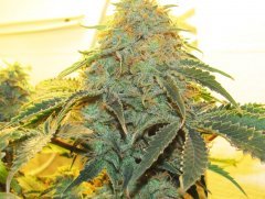 Blue Grapefruit