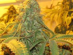 White Widow