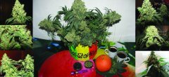Blue Grapefruit fem\Rastaman seeds\Калипсо (: