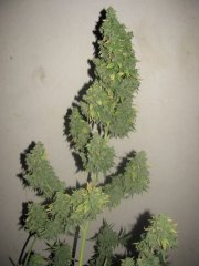 Auto Amnesia [Bulk seeds]