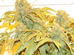 White Widow