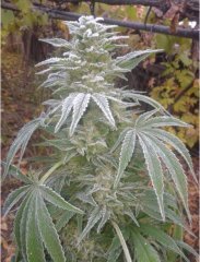 Iced Widow