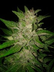 IceD_WidoW от Female seeds