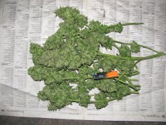 Green Poison [Sweet seed]  Fast version