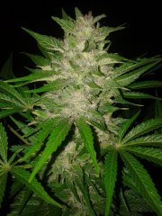 IceD_WidoW от Female seeds