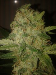 Pineapple Chunk [Bulk seed]