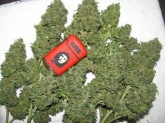 Lemon Kush [Femaile seeds]