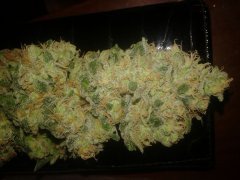 Amnesia fem  [Bulk seed]