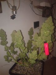 Auto Blue NL\Delicious seeds