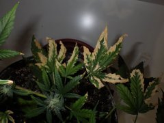 IMGP1781