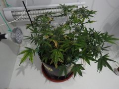 IMGP1777