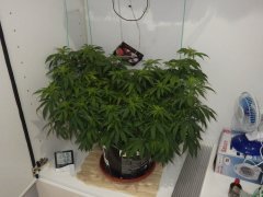 IMGP0130