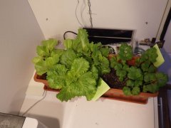 IMGP0046