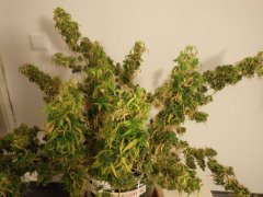 IMGP0164