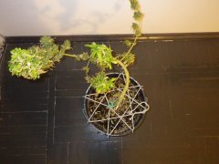 IMGP0167