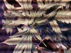 пора на цвет переводить?