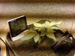 Масяня=)