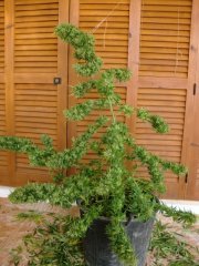 Silver Haze/подчищенная