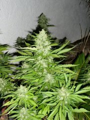 Big Devil xl auto