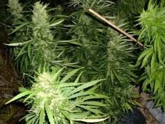 Silver Haze