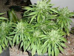 Big Devil xl auto