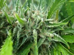 Silver Haze