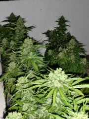 Big Devil xl auto