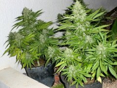 Big Devil xl auto