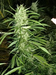 Silver Haze