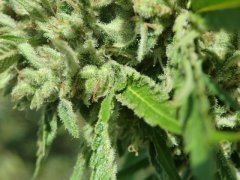 Silver Haze