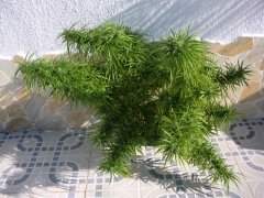Гавайский Снег.