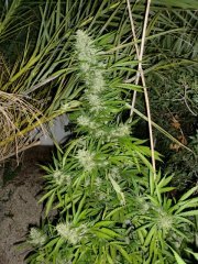 Silver Haze