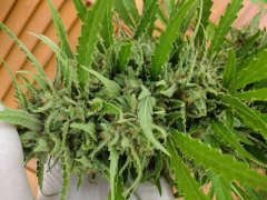 Silver Haze.