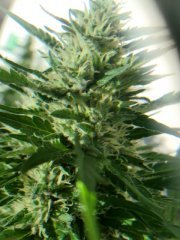 Super Lemon Haze
