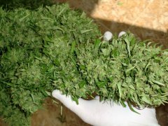 такие вот шишульки y Silver Haze