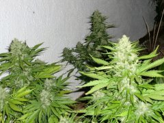 Big Devil xl auto
