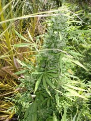 Silver Haze