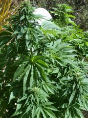 Goddess Kali и NL5xHaze.
