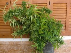Silver Haze/день харва