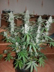 WW auto (piramyd)