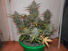 autoJack herer 83day