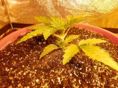 Haze 2.0 2week