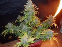 Black jack auto 83day