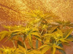 autoBluemazar 20 Day