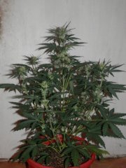 autoWhite widow GHS 29d