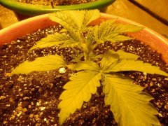 White widow 13day