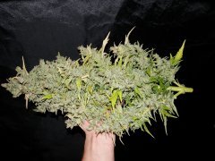 GSC ЦК