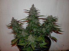 CreamCaramel 74day