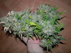 Black jack ЦК