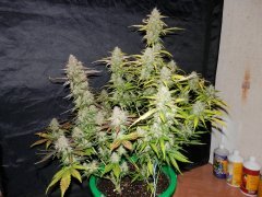 Nothern light X Big Bad (World Of seeds) 2in1